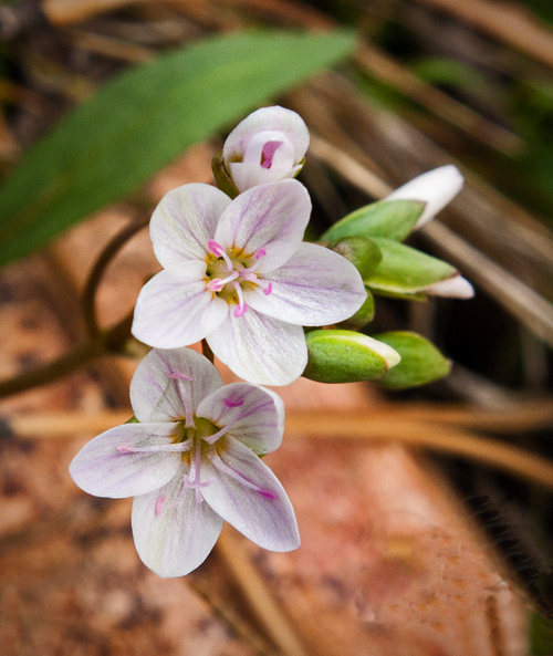 Spring Beauty 1.jpg